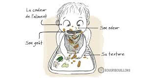 Illustration d’un bébé découvrant un aliment par la couleur, l’odeur, le goût et la texture
